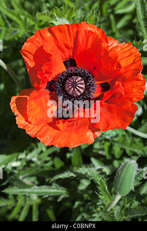 Oriental poppy flower Papaver orientale flowering in garden Wales UK Stock Photo