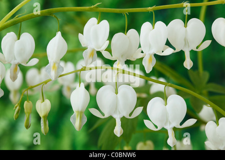 Lamprocapnos spectabilis Syn Dicentra spectabilis 'Alba' AGM Bleeding heart, Lyre flower April Stock Photo