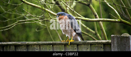Male Sparrowhawk Looking for Prey Perching on Wooden Fence in a Cheshire Garden in Alsager England United Kingdom UK Stock Photo