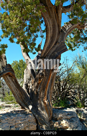 One Seed Juniper Tree at Montezuma Castle National Monument Arizona United States America USA Stock Photo
