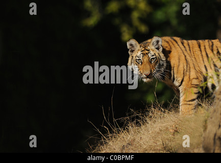 7-month-old female Bengal Tiger cub (Panthera tigris) watching on from atop a mound in Bandhavgarh Tiger Reserve, India