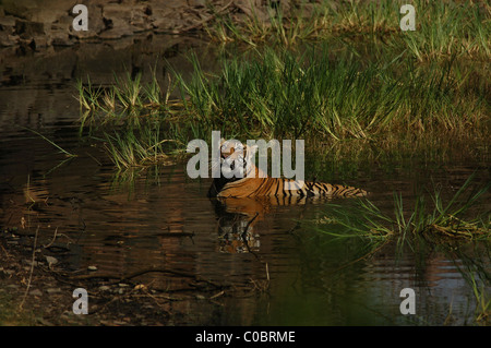 2-year-old female Royal Bengal Tiger sitting in a lake looking up on a summer morning Stock Photo