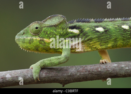 Female Malagasy Giant Chameleon (Furcifer oustaleti) in the Anja Nature Reserve, central Madagascar. August 2010. Stock Photo