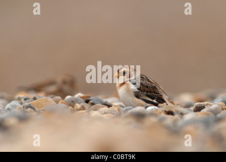 Snow Bunting; (Plectrophenax nivalis); on shingle Stock Photo