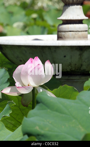 Flowering Sacred Lotus flower (Nelumbo nucifera) Royal Botanic Gardens, Sydney, Australia Stock Photo