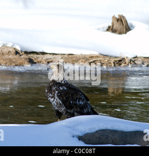 Immature American Bald Eagle Haliaeetus leucocephalus. On the snow next to a river. Stock Photo