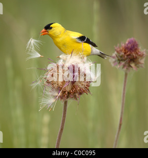 An American Goldfinch feeding on thistle seeds. Stock Photo