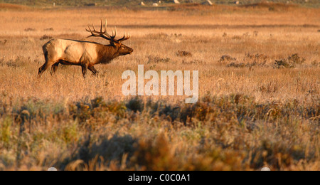 An Elk bull moving through a Colorado field. Stock Photo