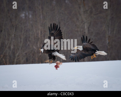 Eagles in flight, fighting over scraps of chicken carcass, during the Eagle Watch in Sheffield Mills, Nova Scotia. Stock Photo