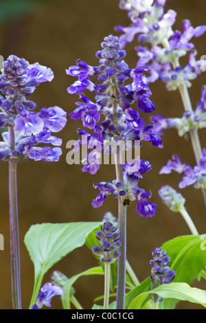 Close-up of Mealycup sage (Salvia Farinaceae) plant and flowers Stock Photo