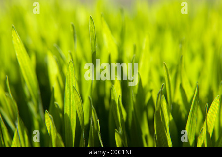 Selective focus shots of grass Stock Photo