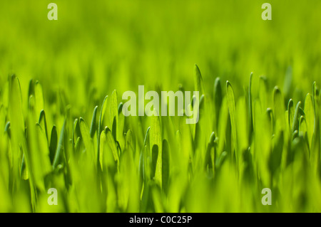Selective focus shots of grass Stock Photo