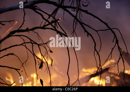 Silhouette of branches against bushfire Stock Photo