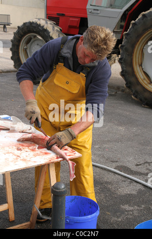 Fisherman gutting his catch of fish, Village of Wissant, Pays de Calais, France Stock Photo