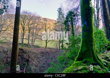 Image taken in Gleanriff Country Park, County Antrim, Ireland Stock Photo