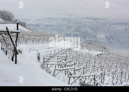 Vineyard in winter, Trentino, Italy Stock Photo