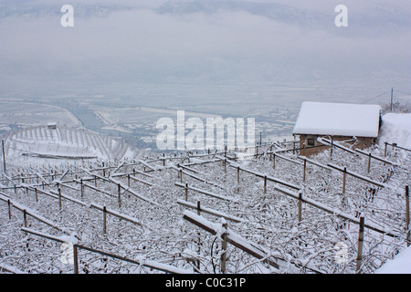 Vineyard in winter, Trentino, Italy Stock Photo