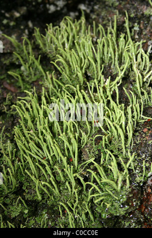 Lichen Cladonia coniocraea Taken At Carsington Water, Derbyshire, UK Stock Photo