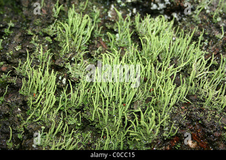 Lichen Cladonia coniocraea Taken At Carsington Water, Derbyshire, UK Stock Photo