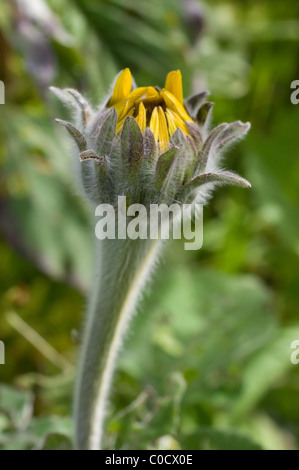 Wild Mexican sunflower bud (Girasol / Tithonia tubaeformis) Stock Photo