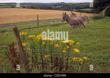 Common ragwort (Senecio jacobaea : Asteraceae) in a field with donkeys, UK Stock Photo
