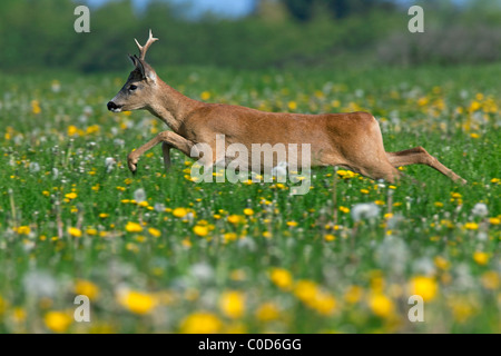 Roe deer (Capreolus capreolus) buck jumping in meadow with wildflowers, Germany Stock Photo