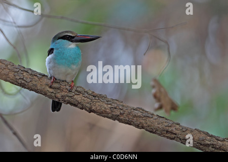 Blue-breasted Kingfisher (Halcyon malimbica) Stock Photo