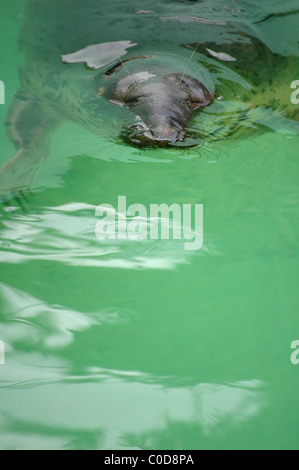 seal swimming in green water Stock Photo