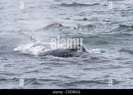 Humpback Whale (Megaptera novaeangliae) adult Whale surfacing with California Sealion (Zalophus californianus) in the background