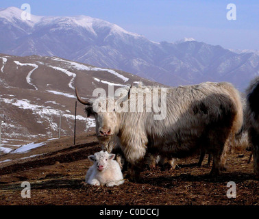 RARE YAK SPECIES FOUND A rare species of Tianzhu white yaks has been ...