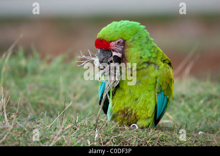 Military Macaw (Ara militaris) Stock Photo