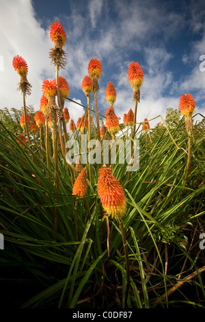 The blooming Red Hot Poker (Kniphofia uvaria), Tritoma faux aloès (Kniphofia uvaria) en fleur. Stock Photo