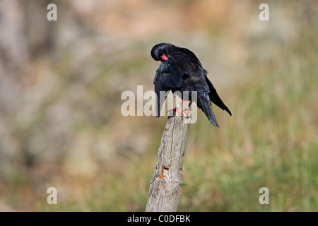 Chough (Pyrrhocorax pyrrhocorax) preening on post on cliff top, South Stack RSPB reserve, Anglesey, Wales, UK, September 2009 Stock Photo