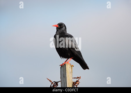 Chough (Pyrrhocorax pyrrhocorax) perched on post on cliff top, South Stack RSPB reserve, Anglesey, Wales, UK, September 2009 Stock Photo