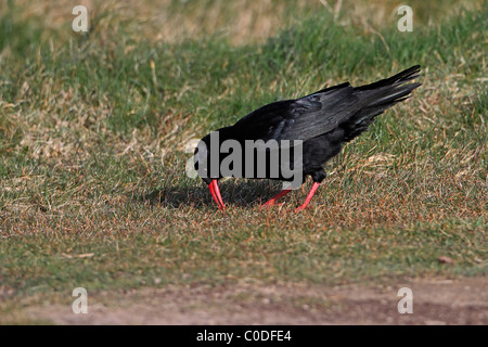 Chough (Pyrrhocorax pyrrhocorax) foraging on grassy area on cliff-top, South Stack RSPB reserve, Anglesey, UK, March 2010 9957 Stock Photo