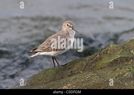 Dunlin (Calidris alpina) roosting on rock at high tide in winter plumage, Dee Estuary, Merseyside, UK, November 2009 0207 Stock Photo