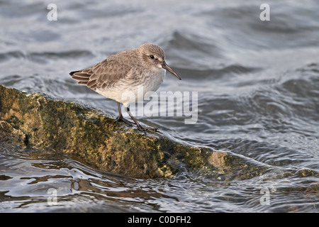 Dunlin (Calidris alpina) roosting on rock at high tide in winter plumage, Dee Estuary, Merseyside, UK, November 2009 0717 Stock Photo