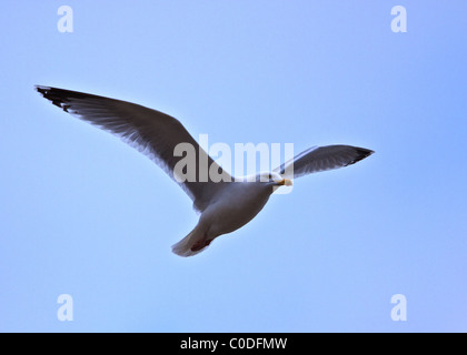 Herring Gull in Flight Stock Photo