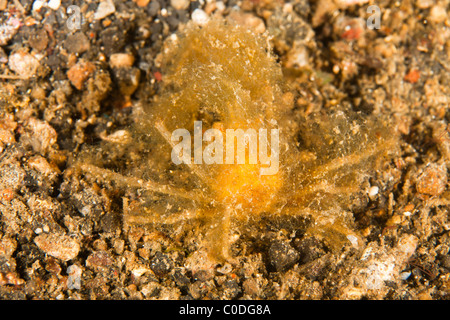 Spider Crab, unknown species, covered in algae or other living material. Stock Photo