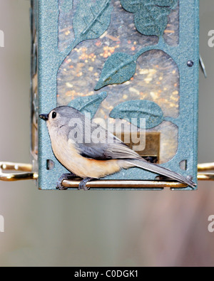 A Northern Tufted Titmouse, Baeolophus bicolor, eats birdseed from a feeder in winter. Oklahoma, USA. Stock Photo
