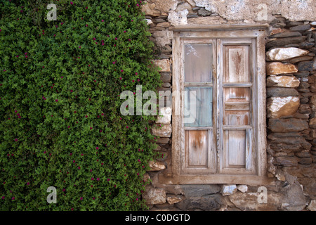 Old crumbling wall with window, partly covered by green foliage dotted with tiny red flowers. Stock Photo
