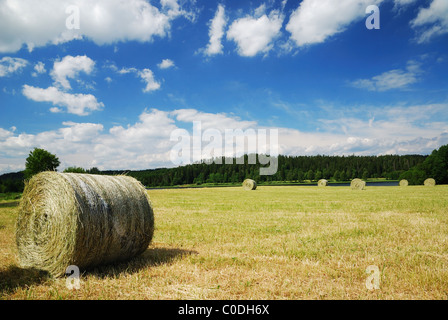 Gathered field with straw bales Stock Photo
