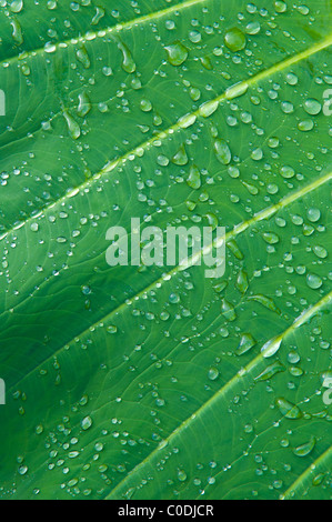 Raindrops on taro leaf; Hana Coast, Maui, Hawaii. Stock Photo