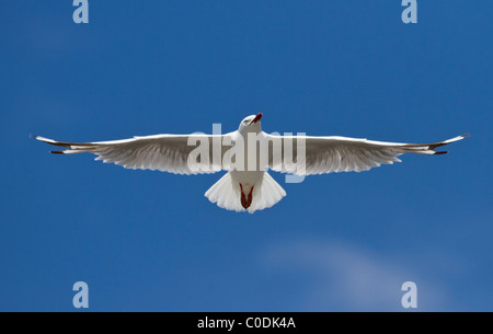 Red-billed gull (Larus novaehollandiae scopulinus) in flight Stock Photo