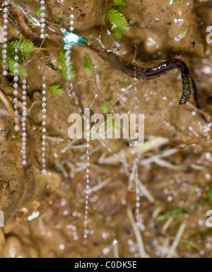 New Zealand glow-worm (Arachnocampa luminosa), luminescent larva of the fungus gnat, with its snare of sticky silk threads. Stock Photo