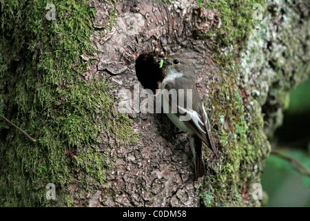Pied Flycatcher (Ficedula hypoleuca) at nest hole with prey in woodland, North Wales, UK, April 2010 Stock Photo
