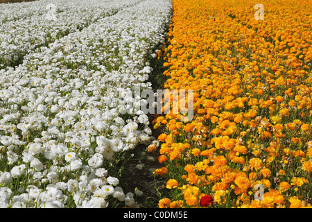 Huge field of multi-coloured buttercups Stock Photo