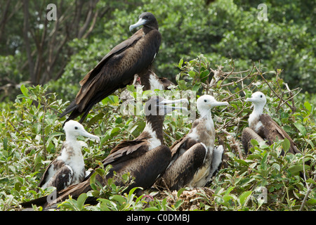 Family Of Frigate Bird On Isla La Plata Ecuador Stock Photo