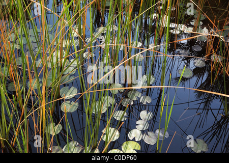 Silent pond with the water lilies blossoming in water Stock Photo