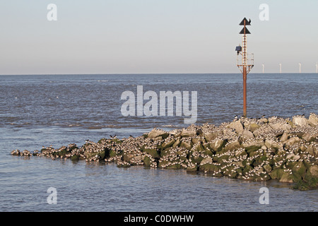 Redshank (Tringa totanus) and Dunlin (Calidris alpina) roosting on groyne at high tide, Liverpool Bay, UK, January 2010 Stock Photo